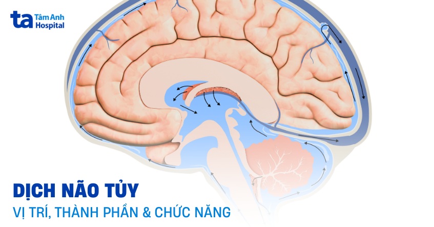 Dịch não tủy là gì? Nằm ở đâu, thành phần và chức năng với cơ thể