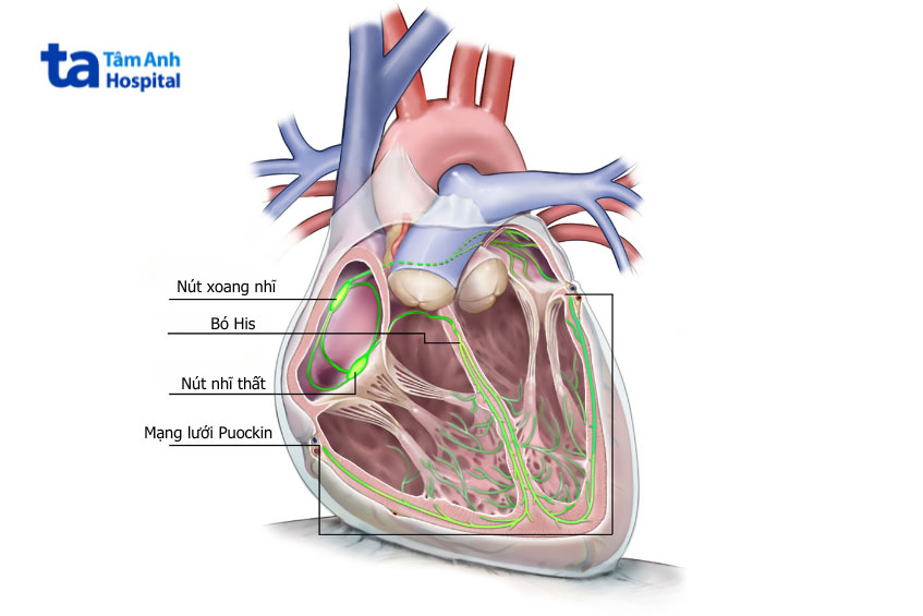hệ thống dẫn truyền của tim