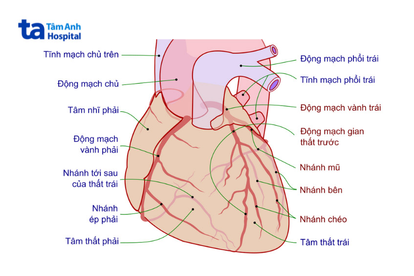Hình ảnh giải phẫu mạch vành LAD
