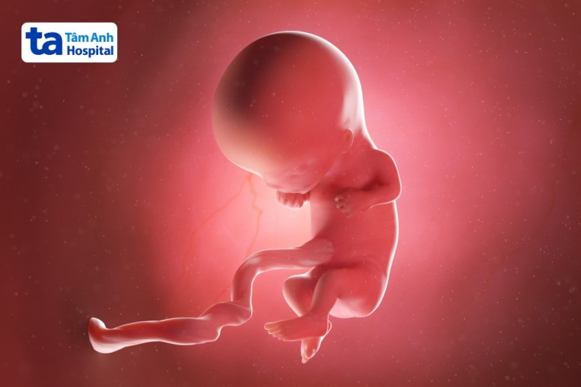 Hình dạng và kích thước của thai 11 tuần tuổi