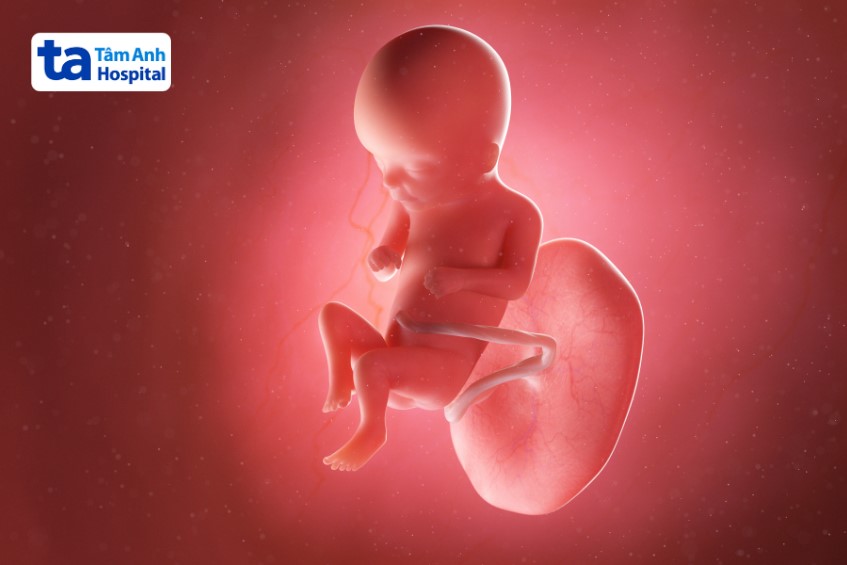 Hình dạng và kích thước của thai 16 tuần tuổi