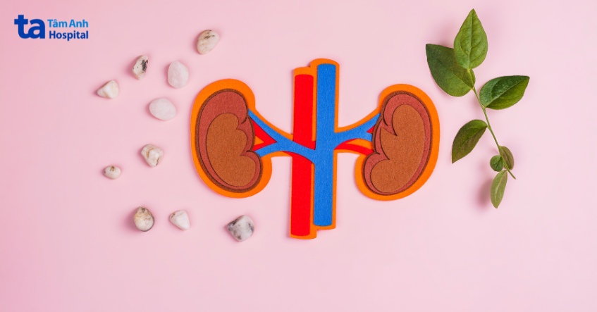 hình minh họa hệ tiết niệu