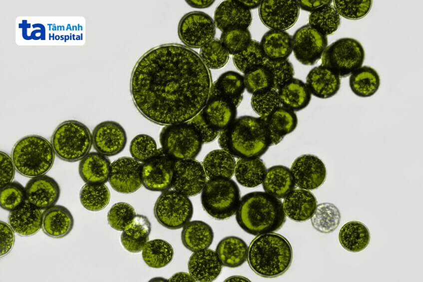 men tiêu hoá dành cho người lớn