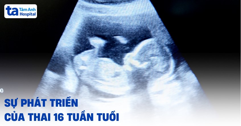 Thai 16 tuần tuổi phát triển như thế nào? Kích thước của thai ra sao?