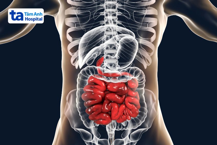 vị trí ruột non
