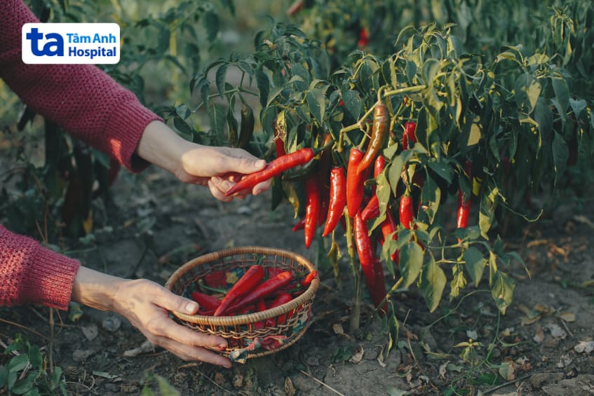 Thành phần dinh dưỡng có trong ớt