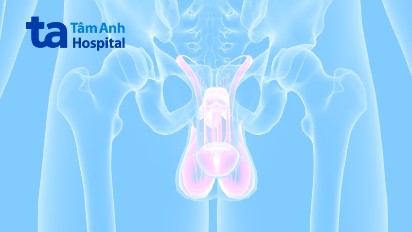bộ phận sinh dục của nam giới