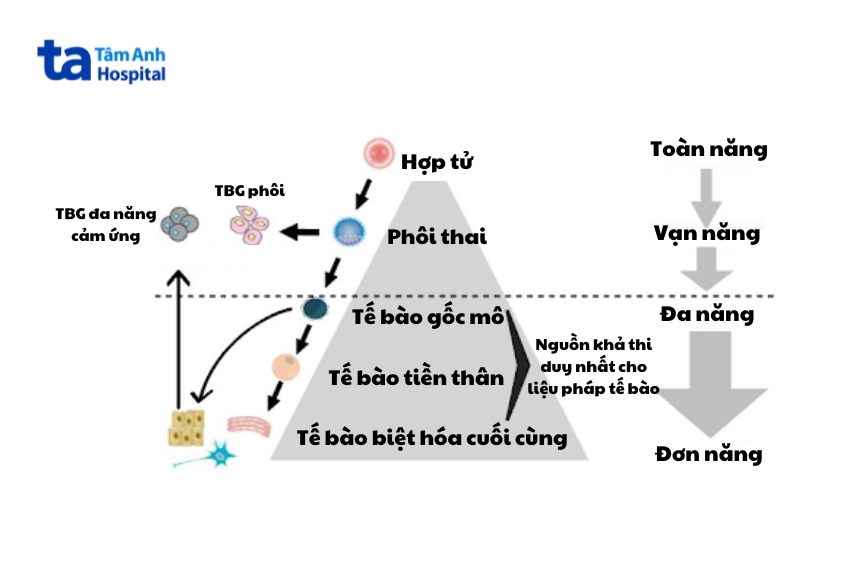 các loại tế bào gốc phân loại dựa trên tính gốc và tiềm năng biệt hóa