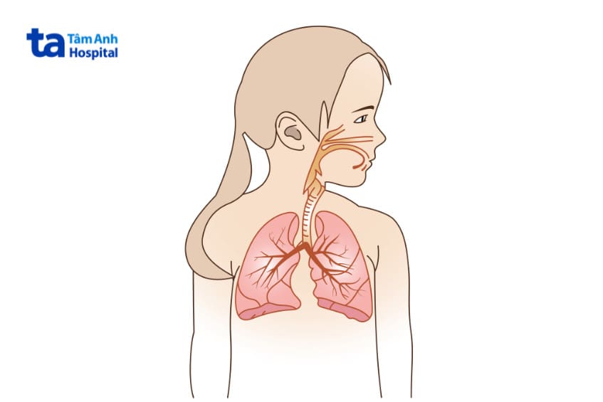 Đặc điểm hệ hô hấp trẻ em bao gồm nhiều cơ quan