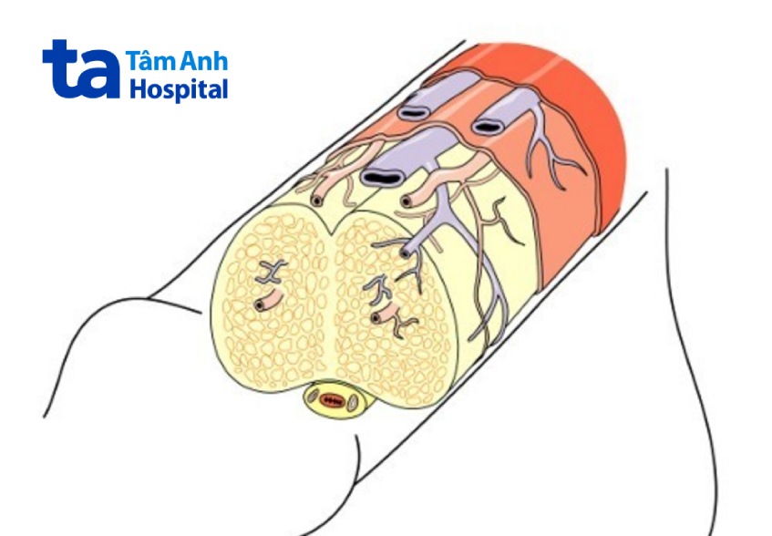 dương vật được cấu tạo từ các mô xốp và mạch máu