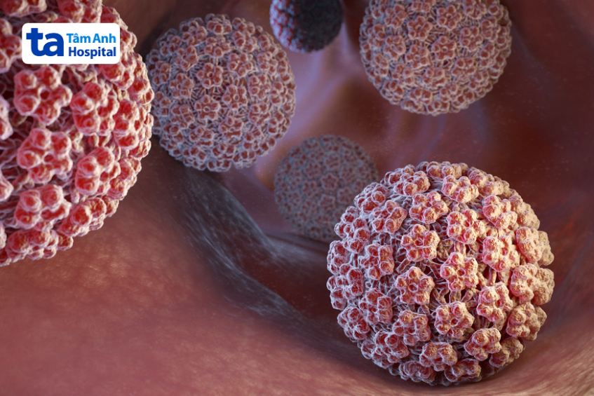 hpv tuýp 33 chủ yếu lây qua đường tình dục