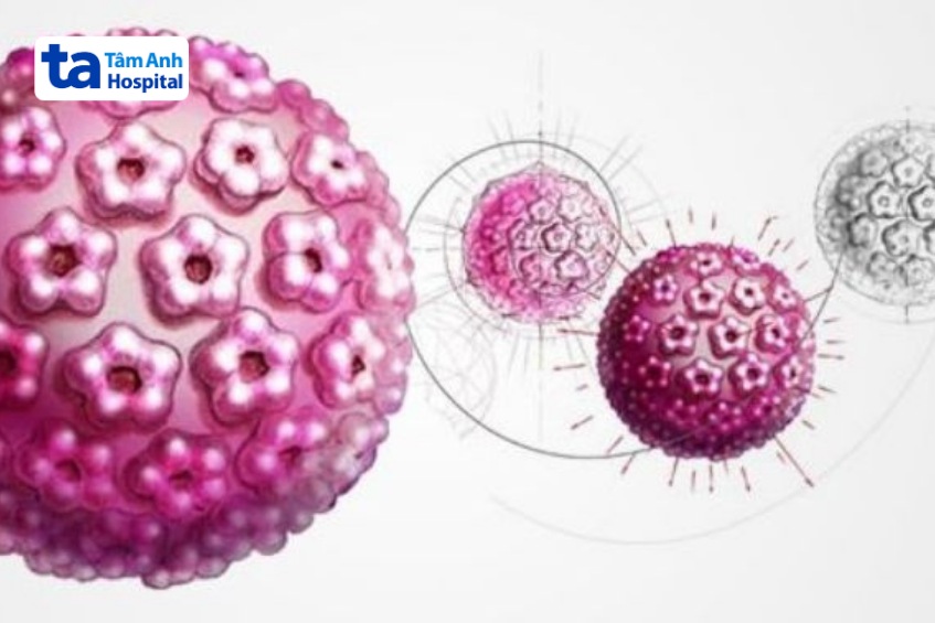 hpv type 59 nằm trong nhóm 12 loại hpv nguy cơ cao