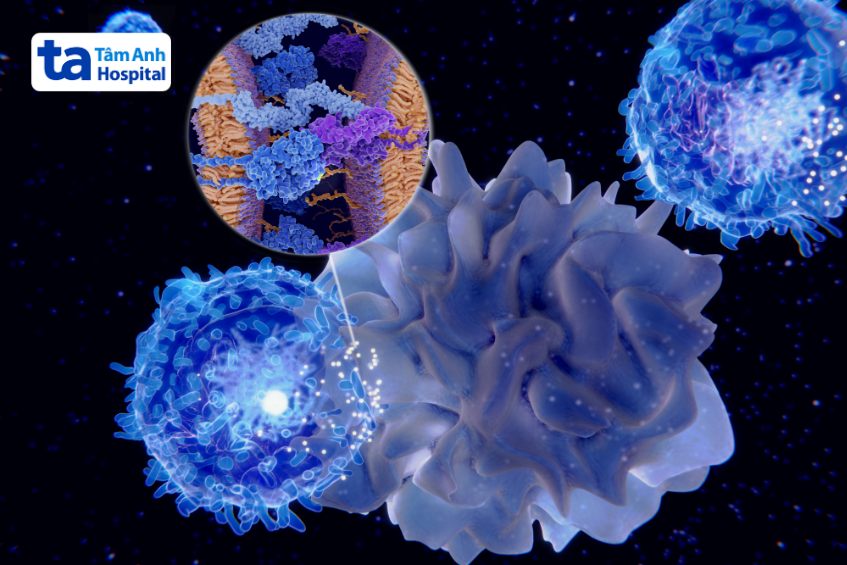 lympho b quan trọng trong hệ miễn dịch