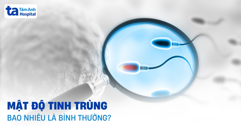 Mật độ tinh trùng là gì? Bao nhiêu là bình thường? Ý nghĩa ra sao?