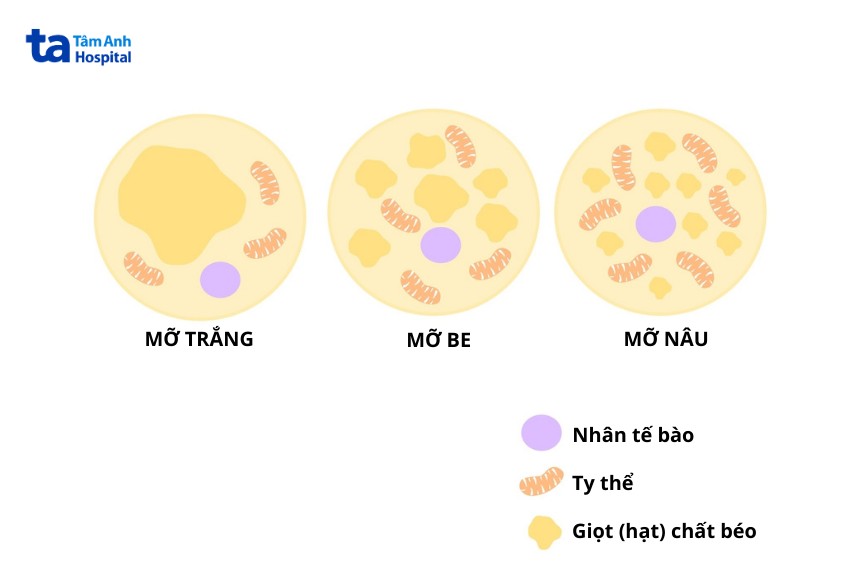 mỡ nâu chứa nhiều ty thể