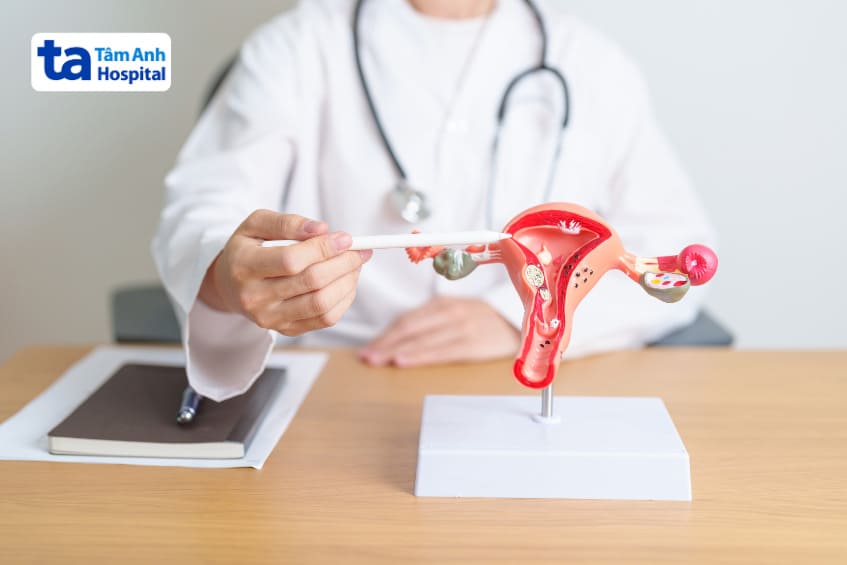 Nội mạc tử cung được cấu tạo gồm 2 lớp là lớp đáy và lớp nông