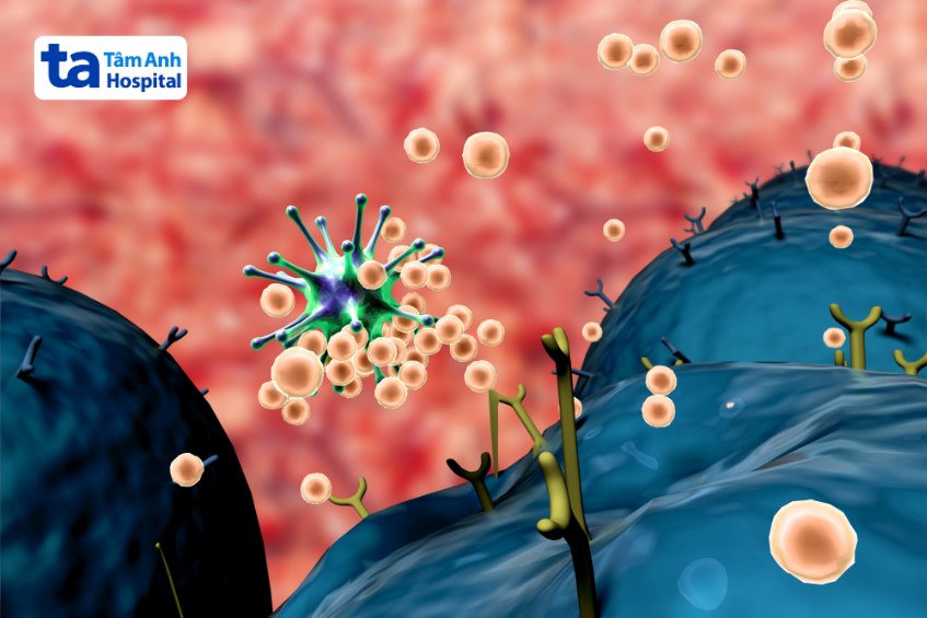 tế bào b hoạt động