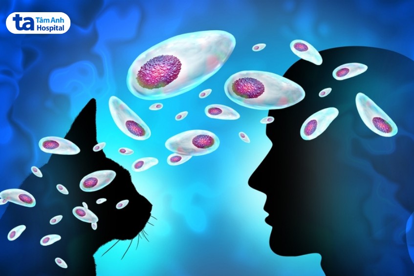 toxoplasma gondii lây từ mèo sang người