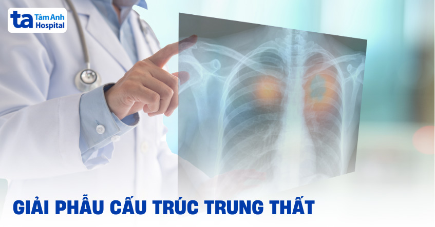 Trung thất là gì? Giải phẫu cấu trúc nằm ở đâu và chức năng hoạt động