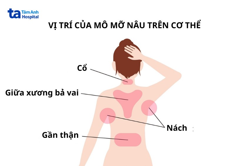 vị trí mỡ nâu trên cơ thể