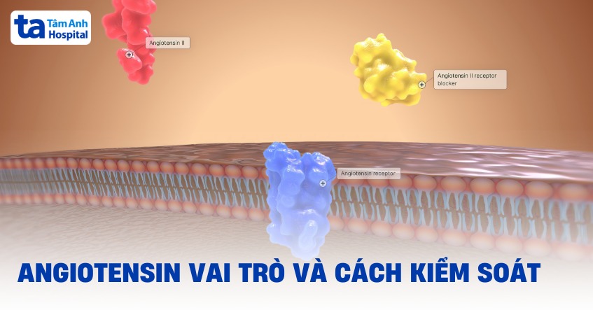 Angiotensin: Nguồn gốc, vai trò, ứng dụng và cách kiểm soát