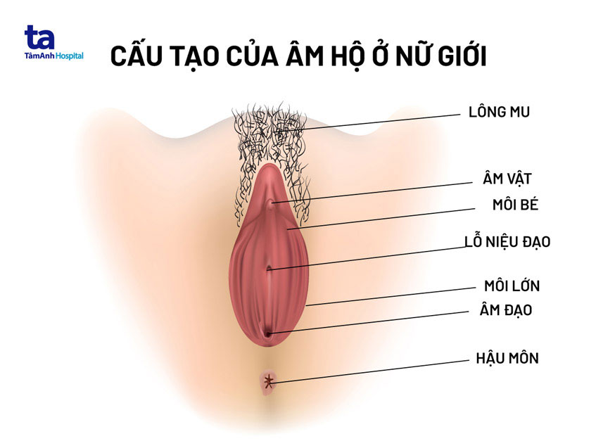 cấu tạo âm hộ ở nữ giới