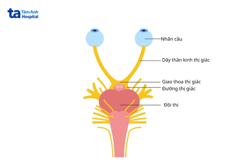 cấu tạo dây thần kinh thị giác
