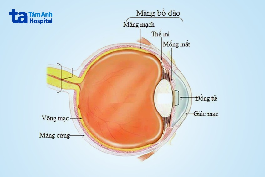 cấu tạo màng bồ đào