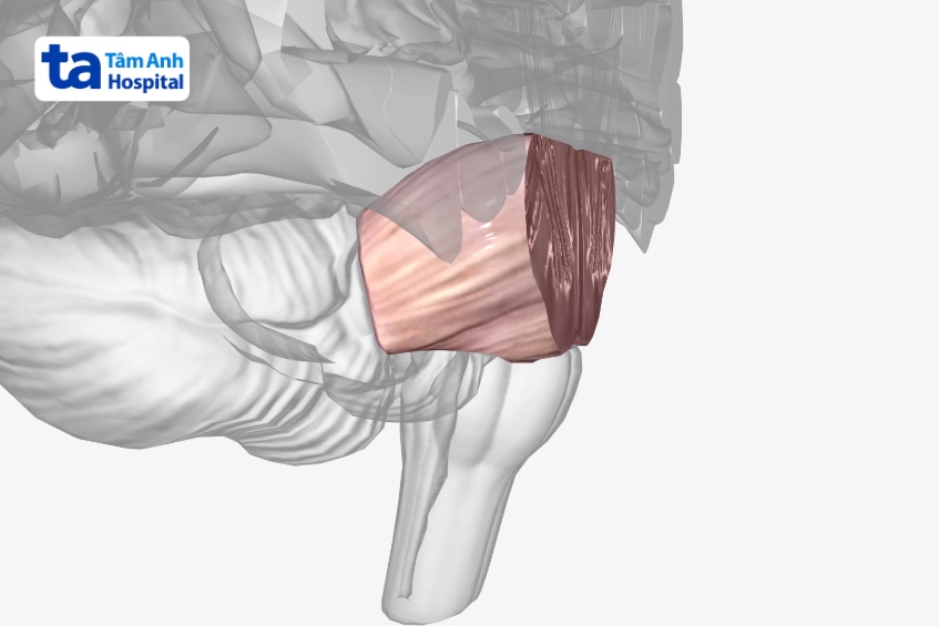 cấu tạo thân não