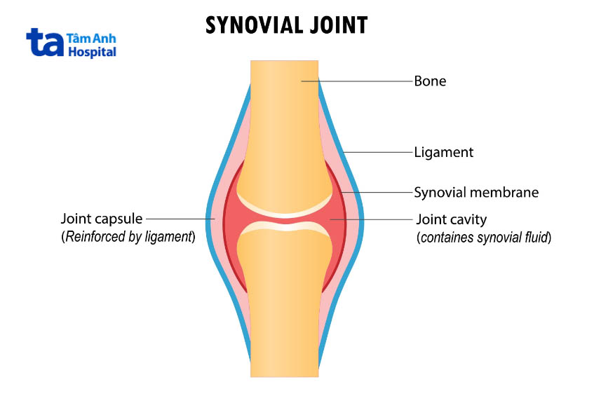 Chức năng của chất lỏng hoạt dịch khớp