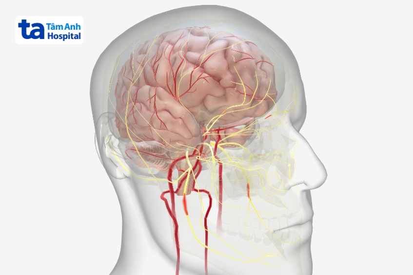 chức năng của thân não