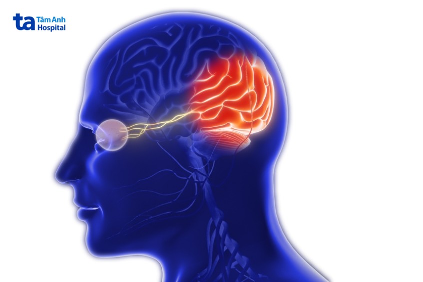 dây thần kinh thị giác nằm ở đâu