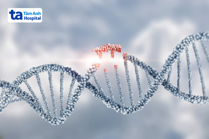 Đột biến gen làm tăng nguy cơ mắc thiểu sản thất trái ở thai nhi