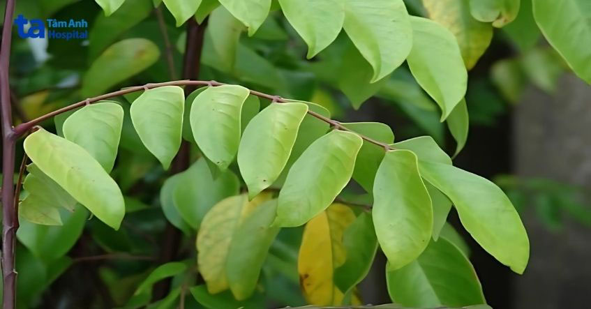 Dùng lá khế trị nấm trên da