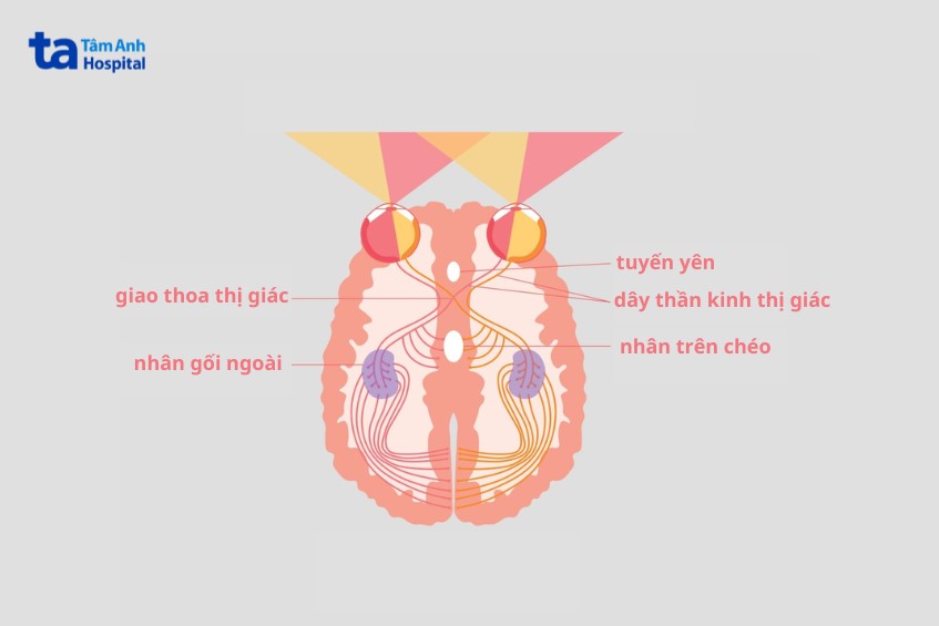 giải phẫu dây thần kinh thị giác