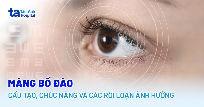 Màng bồ đào là gì? Cấu tạo, chức năng và các rối loạn ảnh hưởng