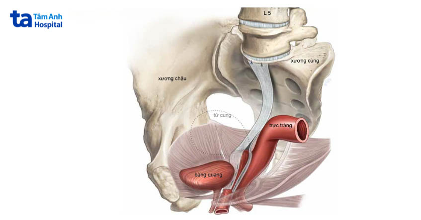 Mô phỏng Sacrocolpopexy 