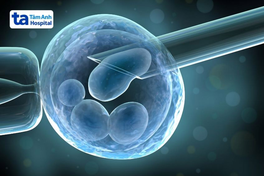 Phân loại phôi giúp xác định phôi tốt trước khi chuyển phôi, từ đó tăng tỷ lệ đậu thai thành công