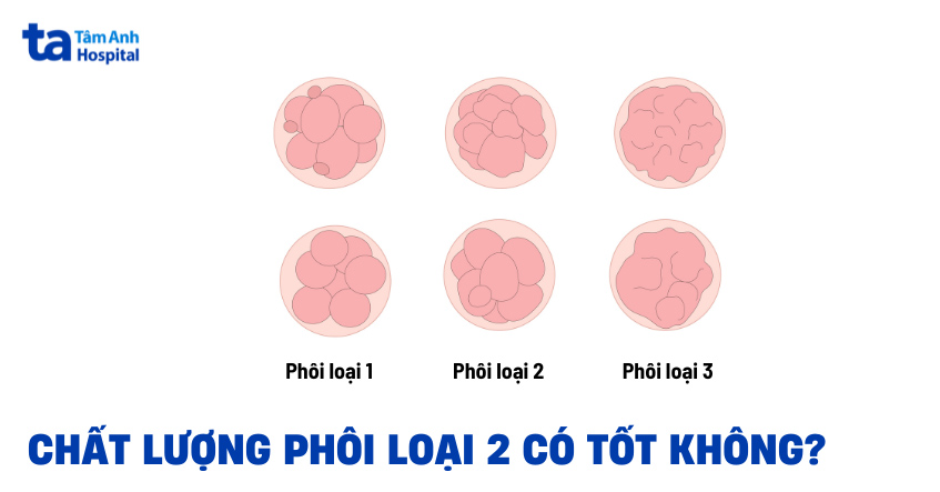 Phôi loại 2 có tốt không?