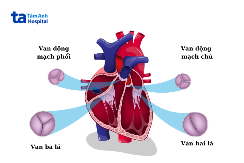 Tình trạng sa van tim có thể gặp ở cả bốn van tim