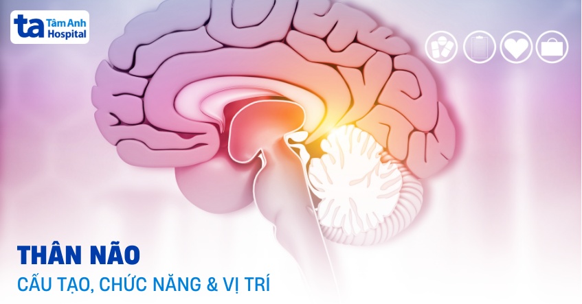 Giải phẫu thân não gồm những gì? Cấu tạo, chức năng và vị trí