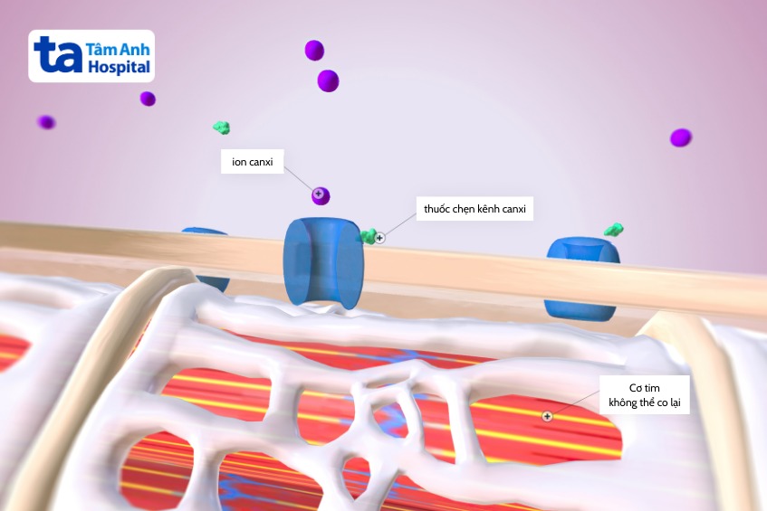 thuốc chẹn kênh canxi