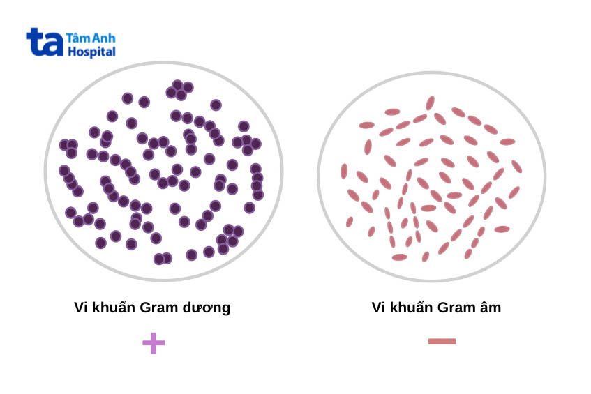 Thuốc Ciprobay lảm ức chế một số loại vi khuẩn