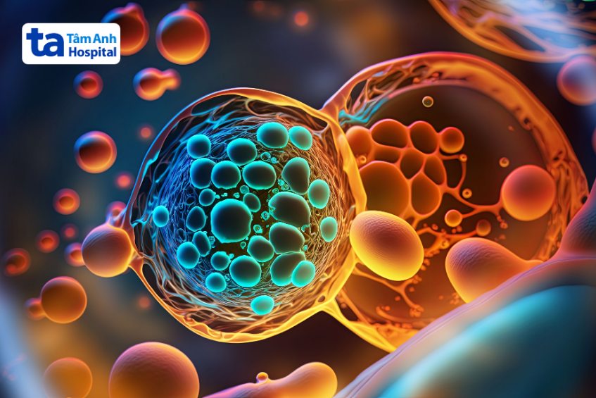 tìm hiểu tế bào gốc lấy từ đâu