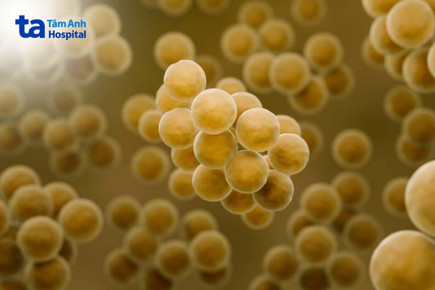 vi khuẩn tụ cầu vàng Staphylococcus aureus