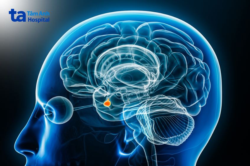 Vị trí của tuyến yên