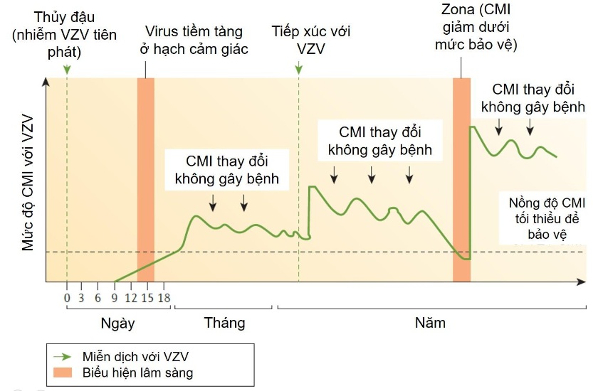 cmi đối với virus varicella zoster