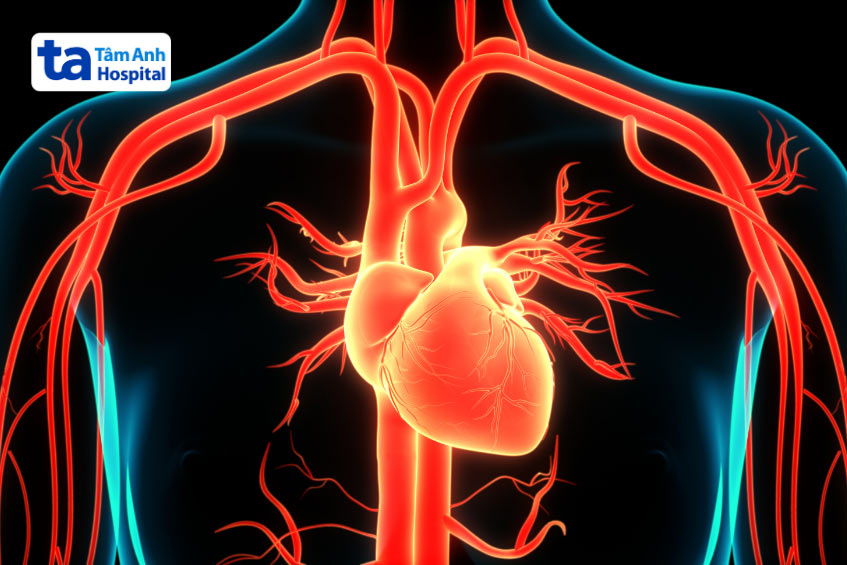 Cơ chế điều hòa huyết áp giúp đảm bảo dòng máu được phân phối đều đến các cơ quan trong cơ thể