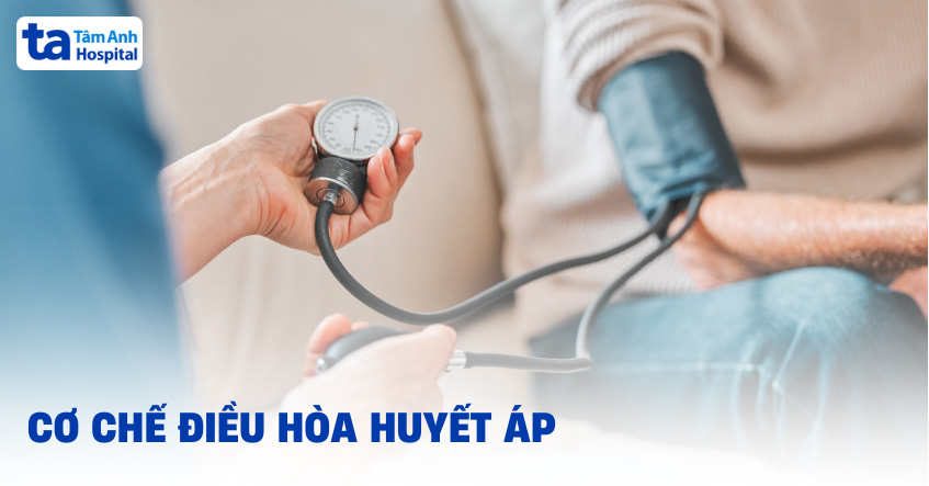 Điều hòa huyết áp là gì? Ý nghĩa và cơ chế hoạt động trong cơ thể