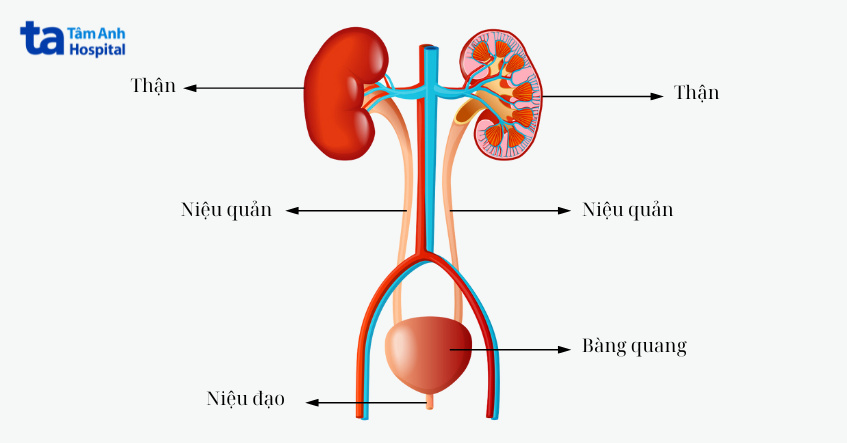 hệ tiết niệu với các bộ phận